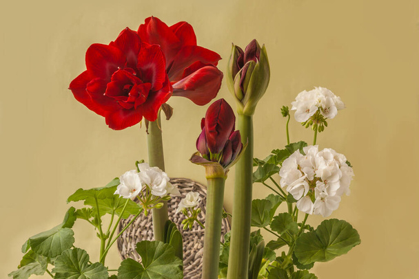 Kvetoucí tmavě červená Hippeastrum (amaryllis) "Velvet Nymph" Galaxy Double Group a bílá Pelargonium zóna série Castello odrůda "Isabella" na zeleném pozadí - Fotografie, Obrázek