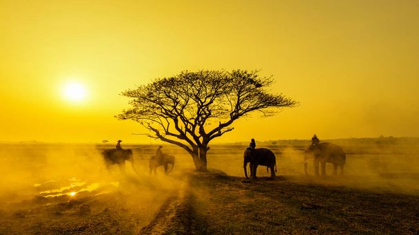 Olifanten en mahouts doen olifanten op safari..  - Foto, afbeelding