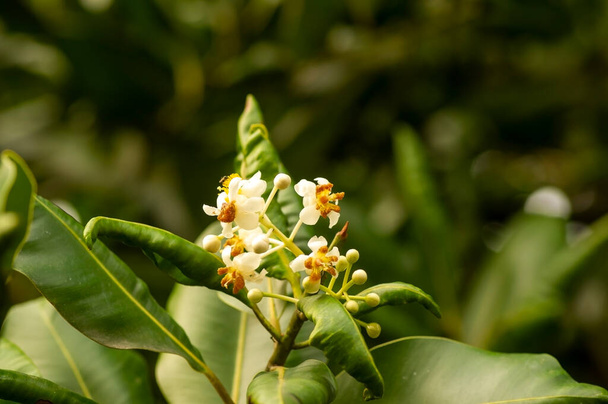 Ανθισμένα άνθη του είδους Nyamplung, Alexandrian Laurel (Calophyllum inophyllum) - Φωτογραφία, εικόνα