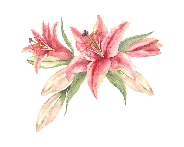 Oriental hybrid lilies. Pink lily flowers and buds. Hand drawn watercolor bouquet. Artistic illustration on a white background. - Fotoğraf, Görsel