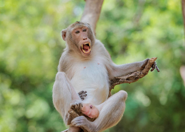 Álmos Majom, a hím majmok nyitott szájjal jártak.. - Fotó, kép
