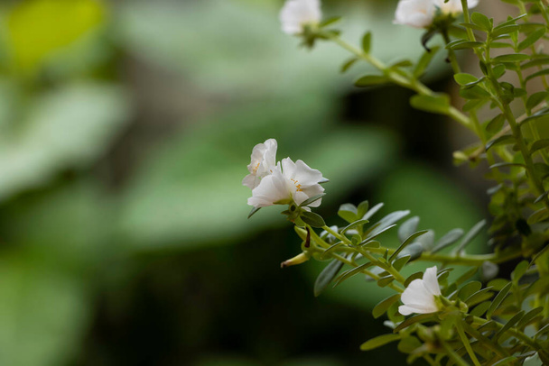 Вид збоку красивої квітки білої десятої години
 - Фото, зображення