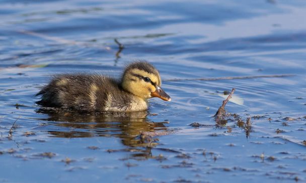 Mallard, Anas platyrhynchos. The chick is floating on the river. Close-up - Photo, Image