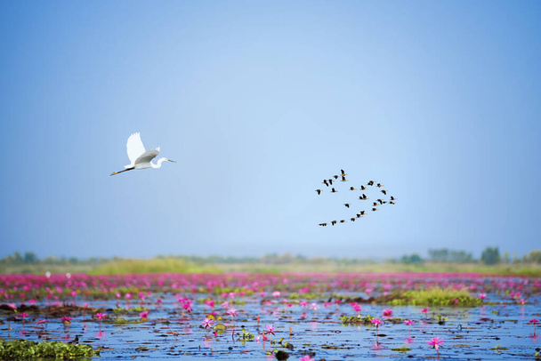 Ein Schwarm fliegender Vögel am Himmel mit Wolken und Sonne, Vögel fliegen am Himmel über dem roten Lotusmeer. - Foto, Bild