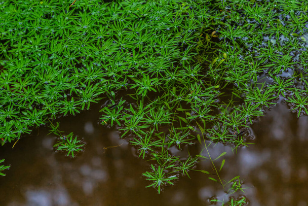 Callitriche palustris a болотная трава. подводные растения с плавающими розетками или растущие на мокрой грязи. - Фото, изображение