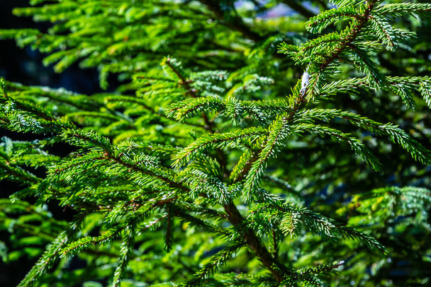 Green spruce branches as a textured background. Green spruce, white spruce or Colorado blue spruce. - Photo, Image