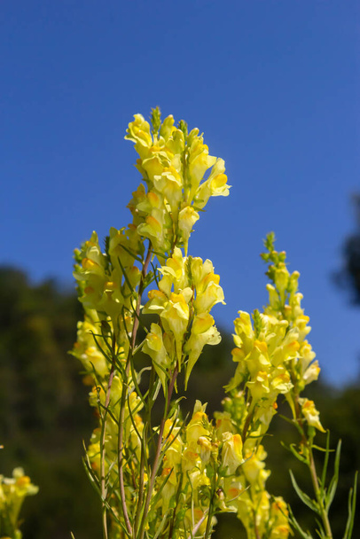Linaria vulgaris, names are common toadflax, yellow toadflax, or butter-and-eggs, blooming in the summer. - Photo, Image