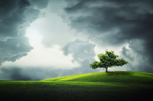 Pilvet yli kentän yksinäinen puu
 - Valokuva, kuva