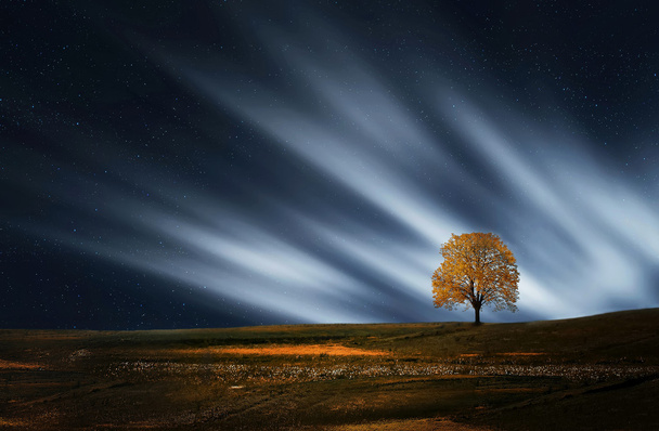 boom in de nacht - Foto, afbeelding