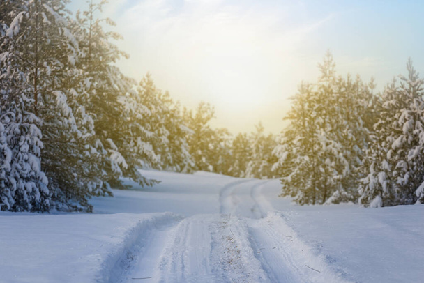 ground road among snowbound fir tree forest at the sunset, idyllic soft outdoor scene - Photo, image