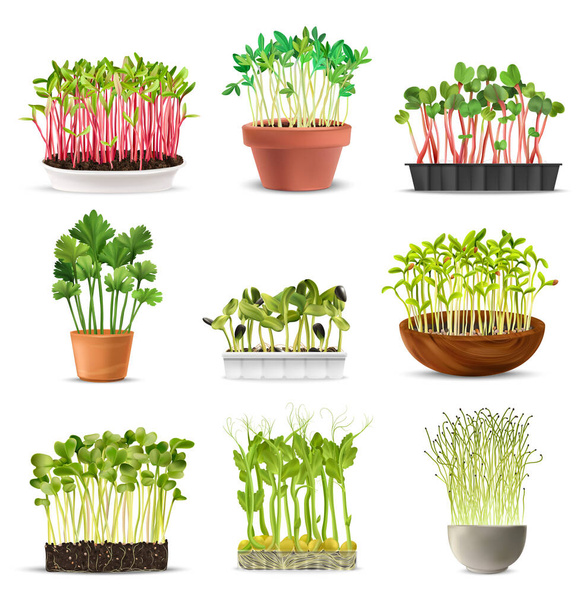Sprouted grains in pots as ingredients for healthy nutrition realistic set isolated vector illustration - Vector, Image