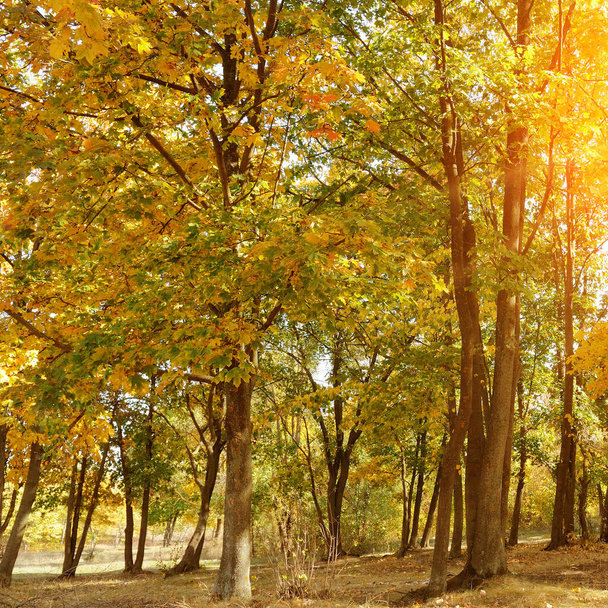 Güneşli havada sarı ağaçların olduğu güzel bir sonbahar parkı. - Fotoğraf, Görsel