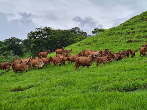 Tepede ve gri gökyüzünde bir grup Kızıl Brahman sığırı. Tamesis, Kolombiya. - Fotoğraf, Görsel