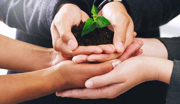 Hands, plants and growth for nature sustainability, agriculture and interracial earth day support. Diversity, teamwork and green energy ecology, enviroment collaboration and carbon capture gardening. - Fotoğraf, Görsel