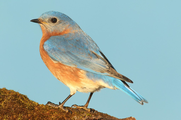 Doğu mavi kuş - Fotoğraf, Görsel