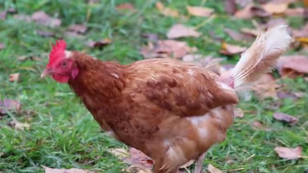Špatné zacházení s kuřaty na farmě a chovu kuřat ve volném výběhu vykazuje špatné podmínky v podobě chybějících nemocí z peří a nemocí nezdravé drůbeže u druhů nevhodných problémů s chovem - Záběry, video