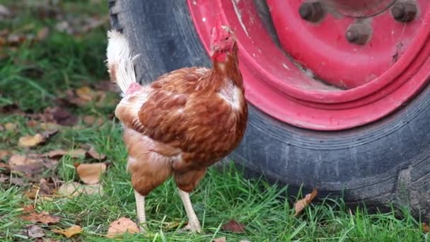 Mistreated chicken on free range chicken farm and stock breeding shows bad conditions in form of missing feathers sickness and diseases of unhealthy poultry in species inappropriate farming problems - Footage, Video