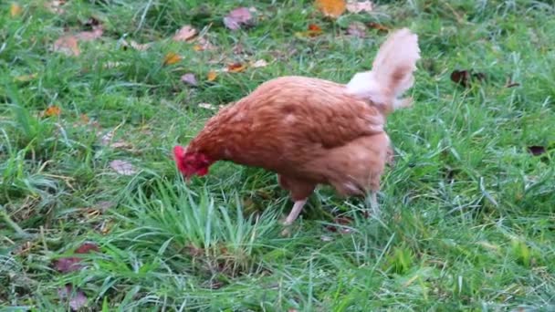 Volný výběh kuřecí farmy s ekologickou drůbeží a šťastným chovem kuřat ukazuje šťastné slepice volně pobíhající na zelené louce s hnědým peřím a červenými hlavami u domácích druhů hospodářských zvířat vhodné farmy - Záběry, video