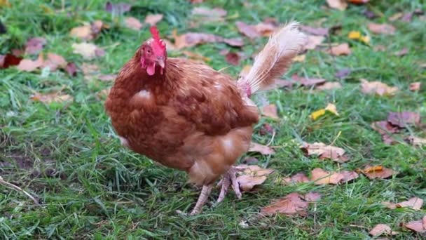 A szabadtartású csirketartó gazdaságokban és állattenyésztésben tartott, fagyasztott csirke rossz feltételeket mutat hiányzó tollak formájában. Betegség és egészségtelen baromfi betegségek a nem megfelelő gazdálkodási problémákban. - Felvétel, videó