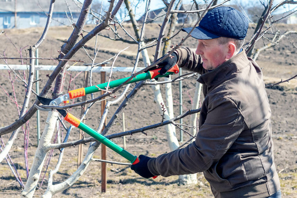 A gardener cuts tree branches with large garden shears. Pruning trees in the spring - Fotoğraf, Görsel