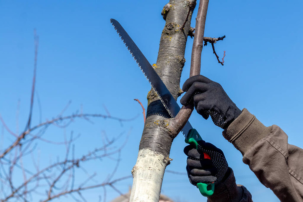 Un jardinier coupe des branches supplémentaires sur un arbre avec une scie - Photo, image