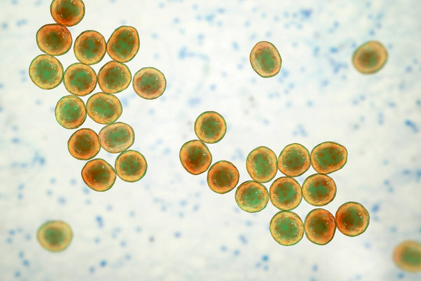 Bactéries Staphylococcus aureus SARM résistant à la méthicilline, bactéries multirésistantes, illustration 3D - Photo, image