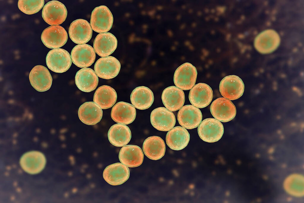 Bactéries Staphylococcus aureus SARM résistant à la méthicilline, bactéries multirésistantes, illustration 3D - Photo, image