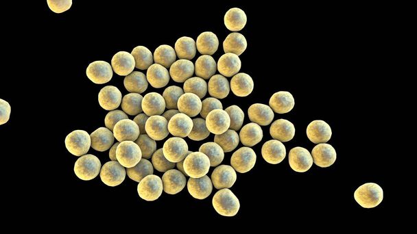 Bacteria methicillin-resistant Staphylococcus aureus MRSA, multidrug resistant bacteria, 3D illustration - Фото, зображення