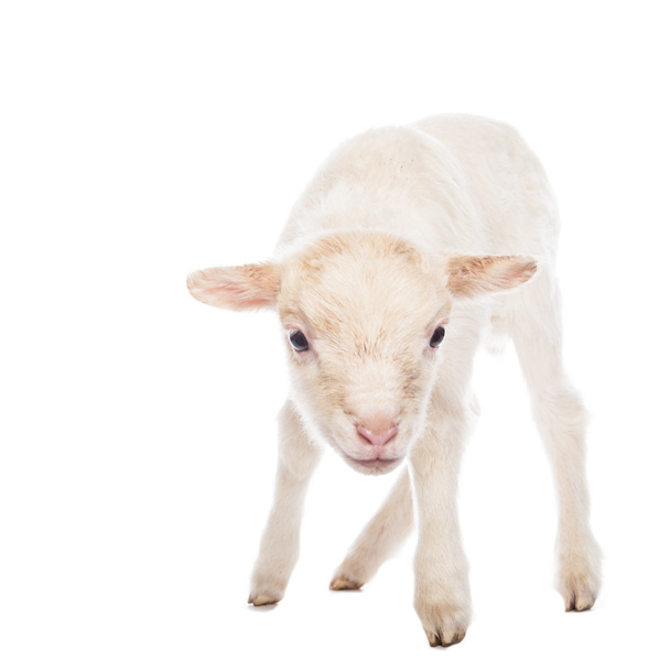 Lamb standing - Photo, Image