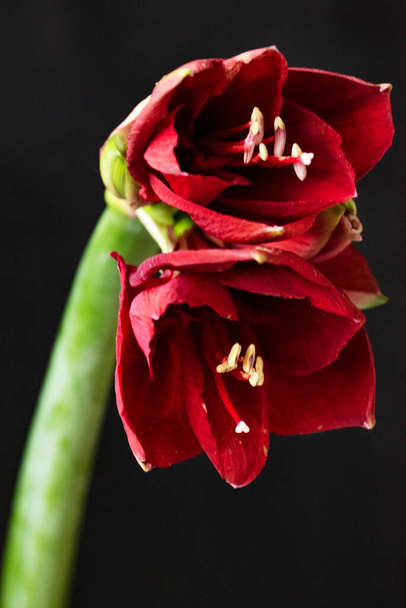close up view of beautiful red flowers on dark background - Φωτογραφία, εικόνα