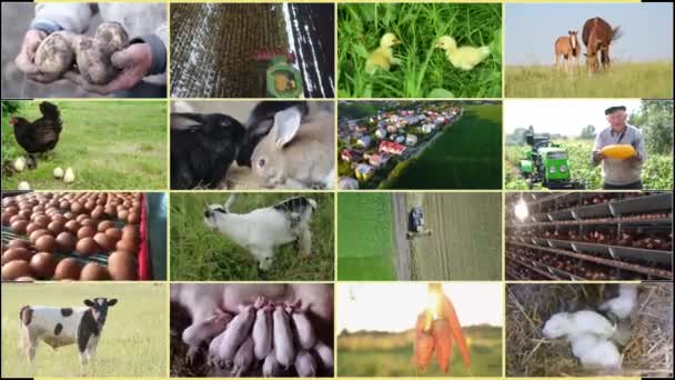 A collection of photos of agricultural activity. Agriculture and farming. Farmers for various seasonal agricultural works - Footage, Video