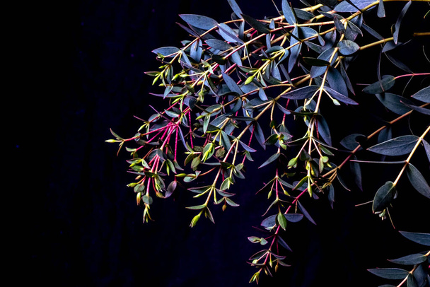 Eukalyptus parvifolia in kalten violetten Tönen auf schwarzem Hintergrund. Launische Flora, voller Rahmen - Foto, Bild