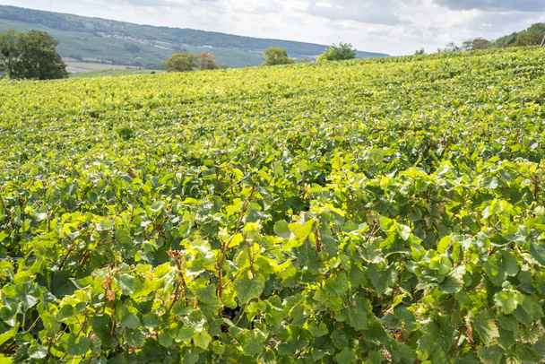 Světoznámé vinice Champagne ve Francii - Fotografie, Obrázek