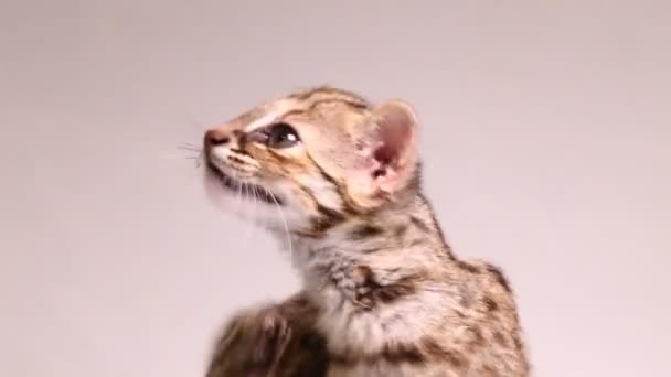 El gato leopardo asiático o gato leopardo de Sunda (Prionailurus bengalensis) Prionailurus javanensis aislado sobre fondo blanco - Imágenes, Vídeo