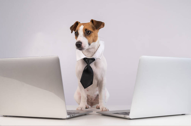 Dog Jack Russell Terrier dressed in a tie sits between two laptops on a white background - Φωτογραφία, εικόνα