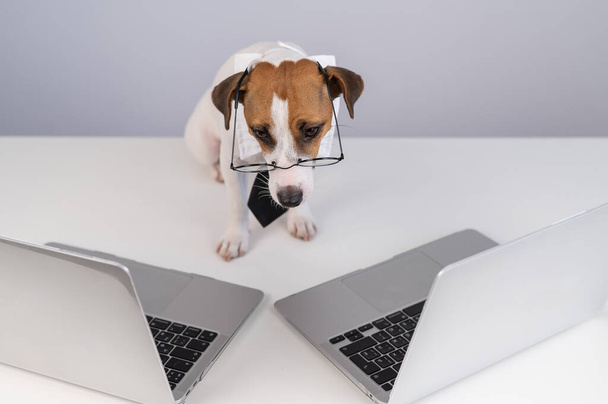 Jack Russell Terrier perro en gafas y una corbata se sienta entre dos ordenadores portátiles sobre un fondo blanco - Foto, Imagen