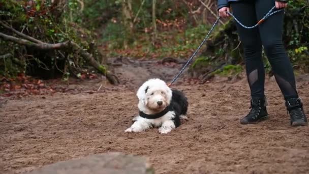 Fiatal szőke nő tartja ólom és háziállatok piszkos Old English Sheepdog puppy feküdt homokban - Felvétel, videó