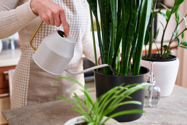 Woman taking care of Potted Sansevieria house plant at home. - Fotografie, Obrázek