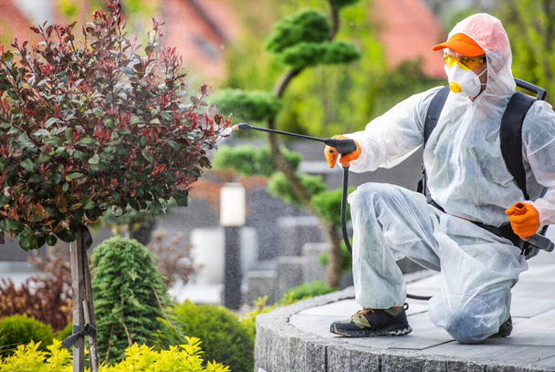 Szakmai kertész teljes arcú maszk és biztonsági egyenruha permetező peszticidek dekoratív fa a kertben. Kártevőirtás. - Fotó, kép