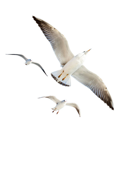 Ізольована чайка на білому тлі
 - Фото, зображення