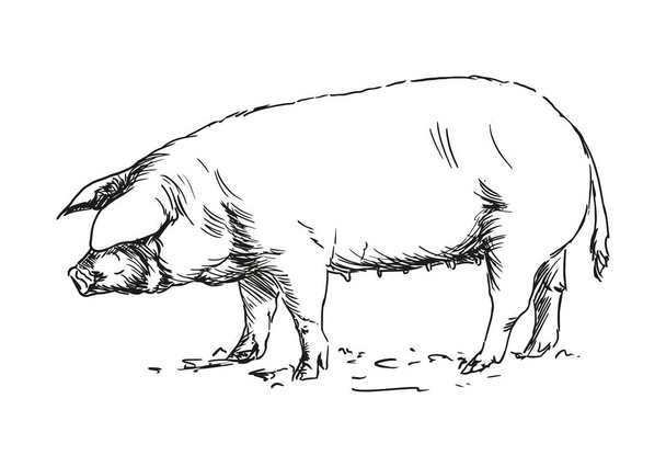 cerdo - animal de granja, ilustración vectorial dibujada a mano en blanco y negro, aislada sobre fondo blanco - Vector, imagen