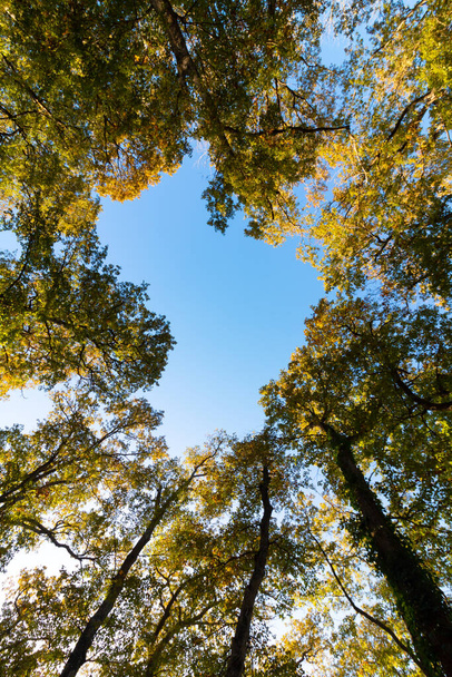 Trees from below with clear blue sky. Carbon net zero concept vertical photo. Earth Day or World Environment Day background photo. - Photo, image