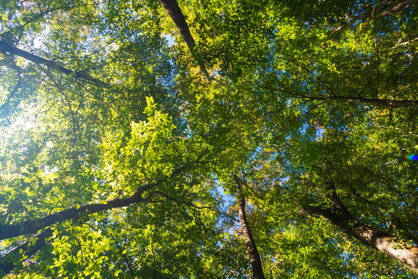 Lush forest with sunshine. Trees from below in the forest. Carbon net zero or carbon neutrality concept photo. - Zdjęcie, obraz