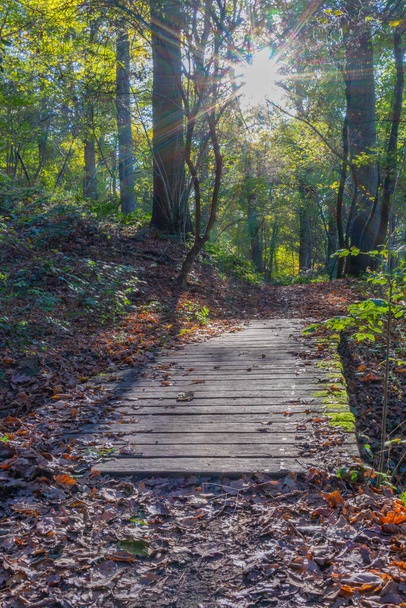 Drewniana ścieżka piesza z promieniami słońca przechodzącymi przez drzewa w tle, żółtawe zielone liście, słoneczny jesienny dzień w rezerwacie przyrody Landgoed Vliek lub Vliekerbos w południowym Limburgu, Holandia - Zdjęcie, obraz
