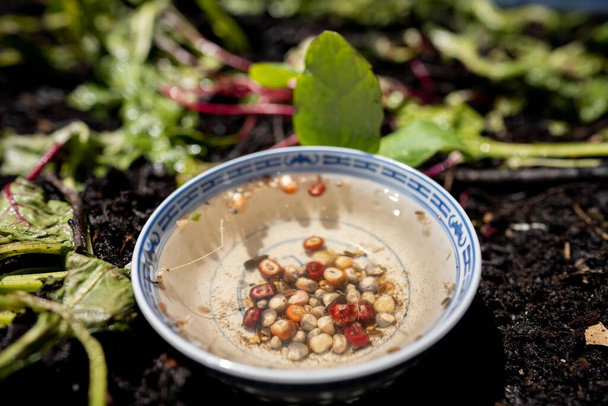 remojo de semillas en agua preparándose para sembrar en un jardín en primavera - Foto, Imagen