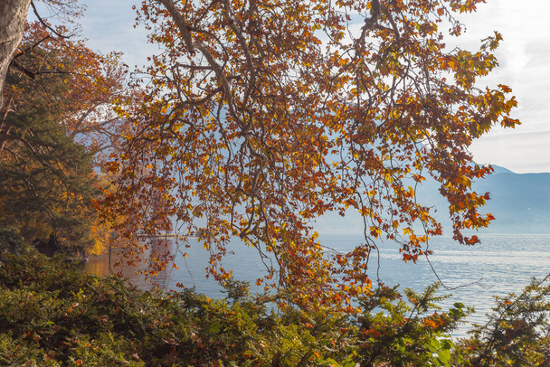 Ramo de árvore plana laranja na costa do lago Lugano, Suíça. Conceito sobre tranquilidade e relaxamento - Foto, Imagem