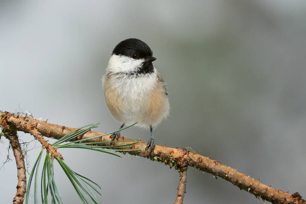 Willow tit photographed in a cold winter - Photo, Image