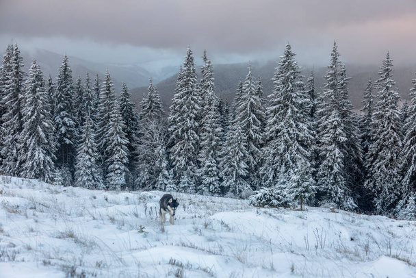 Szibériai husky kutya boldog az első hó a téli erdőben. Kalandok szabadtéri koncepció, a Kárpátok - Fotó, kép