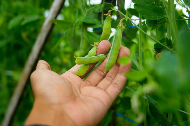 Hand holding pea plant on tree are ready to harvest by Indonesia local farmer in the fields. Agriculture, vegetable, and organic farm concept background. - Фото, изображение