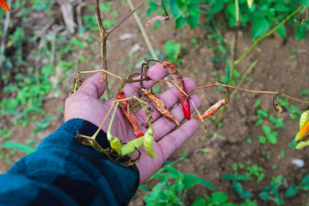 Ręczne trzymanie martwych drzew pieprzowych Cayenne z powodu złej pogody, chorób wirusowych, szkodników biologicznych i zaburzeń fizjologicznych w ogrodzie. - Zdjęcie, obraz